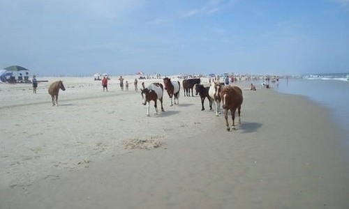 Ponies on Assateague Island Beach