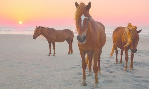 Three horses on the beach at sunset